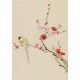 Plum - CNAG000948