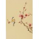 Plum - CNAG000949