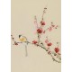 Plum - CNAG000956