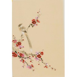 Plum - CNAG000960