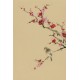 Plum - CNAG000963