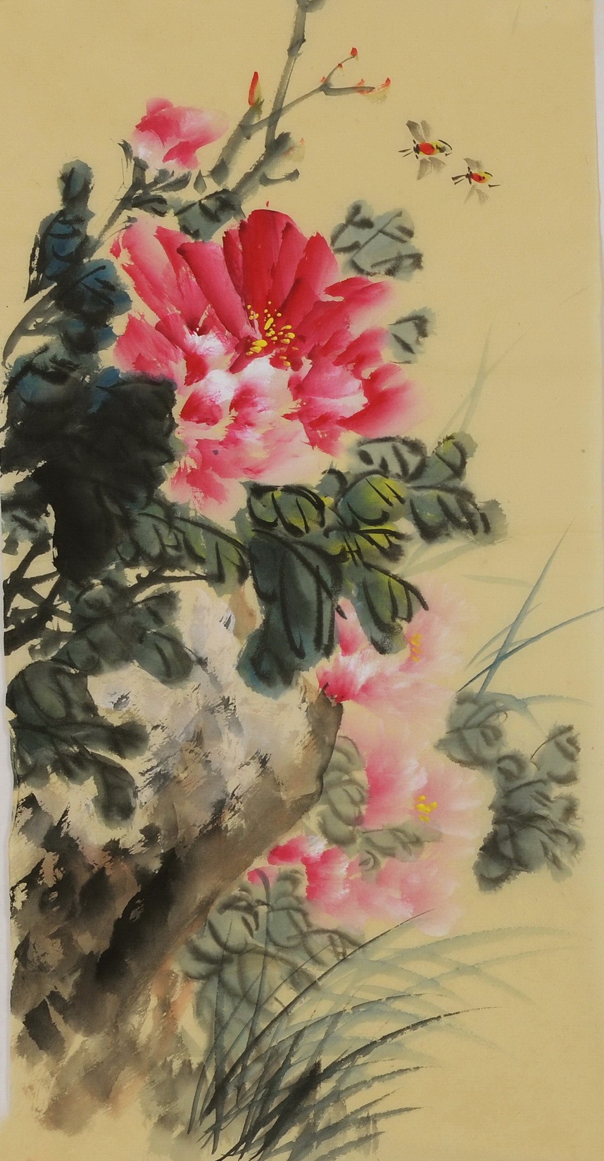 Peony - CNAG000968