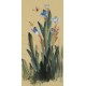 Narcissus - CNAG000971