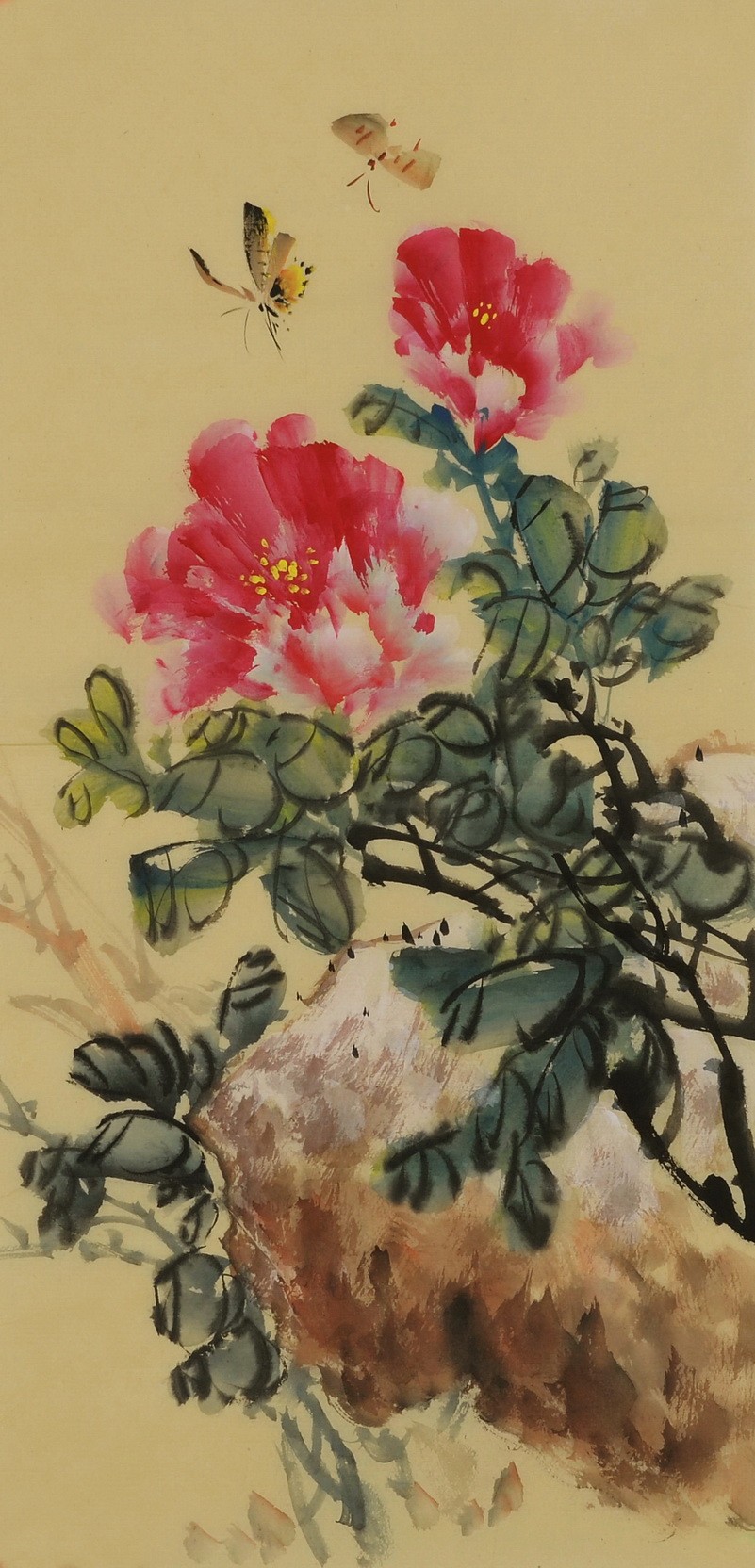 Peony - CNAG000974