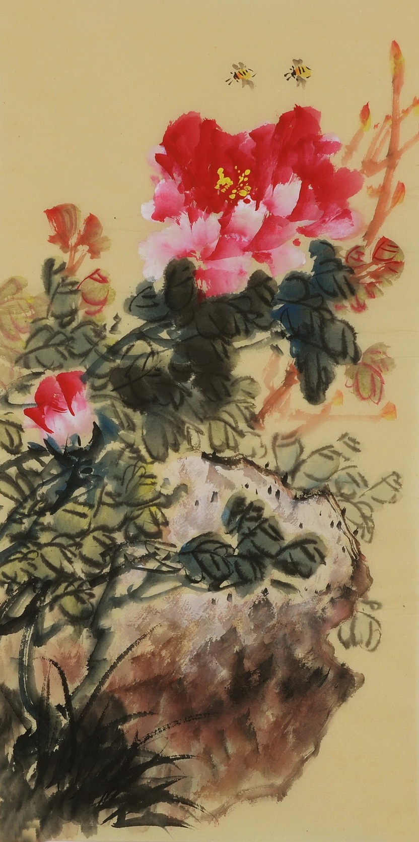 Peony - CNAG000982