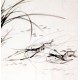 Chinese Shrimp Painting - CNAG009914