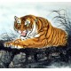 Chinese Tiger Painting - CNAG010013