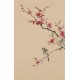 Plum - CNAG000993