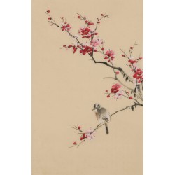 Plum - CNAG000993