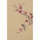 Plum - CNAG000994