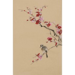 Plum - CNAG000994